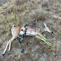 Whitetail Doe Hunt (archery only)