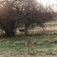 18 acres in Niles Michigan