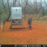 5300 acres in LaSalle County, TX
