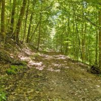 Trail woods2