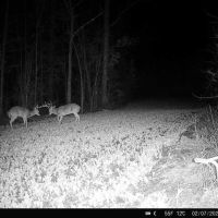 Deer-2