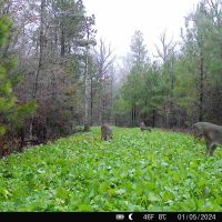 Deer-3