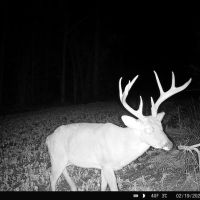 Deer -1