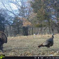 Turkey
