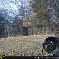 Turkey Hunting North-eastern Missouri