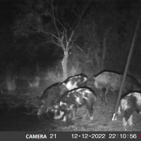 Hog hunting
