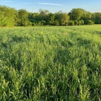 400 acres of mixed row crop crp, timbered draws surrounded by heavy timber, turkey heaven