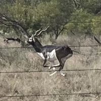 1400 Acre High Fenced Hunting Ranch
