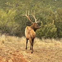 Elk1