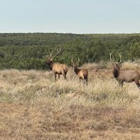 4600 acre HIGH FENCE Ranch Guthrie, Texas