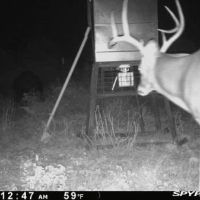 Deer 1