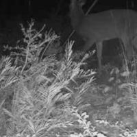 Deer 2