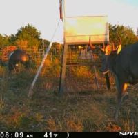 Deer 3