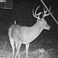 Deer 5