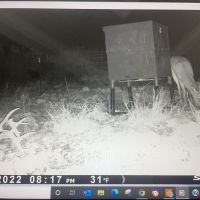 Deer 6