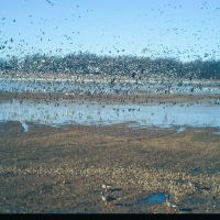 Geese 2 on ozotiowe 2-8-22