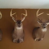 Josh s petrey farm bucks