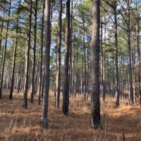 913 acre deer hunting lease