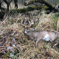 40 acres is Prime hunting land