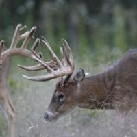 Great Whitail Hunting in the Deer rich North East Nebraska, Archery, Rifle or Muzzleloader