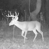 Hunting Lease 120 miles from Dallas along the mighty Sulphur River (2 Guns, $6,000 each)
