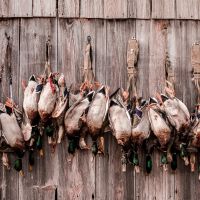 Ducks hung