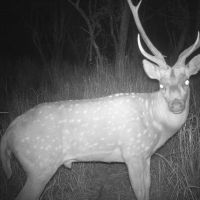 Exotics and Pigs by Clarksville Tx $9,000 per year