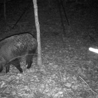 Hogs