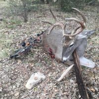 Deer & Turkey Blanco TX