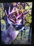 12 buck