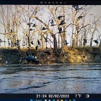  Kansas, Mill Creek Valley Hunting. Whitetail Deer $560. up, Turkey $150. up, Waterfowl, $125. up.