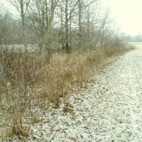 41 south west strip of trees