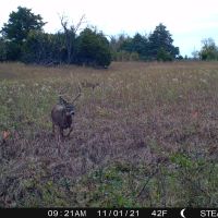 Southeast Kansas Whitetail Deer Hunts