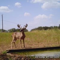 Unique 230 acre lease , intermittent creek, good mix of brush and meadows dotted with live oaks.