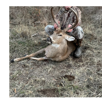 Deer