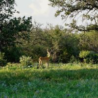 Weekend Hunts with lodging on this 600 acre Century Ranch located in the hill country.