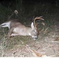 996 acres of second best buck hunting lower edisto. 7 acre pond is stocked by Clemson. 5 food plots
