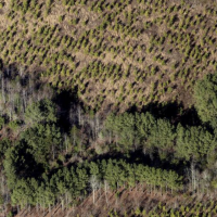 50-60 ACRES OF LOBLOLLY PINE NEAR LAKE ANNA