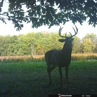 87 Acres CRP / Timber / Food Plots (1 mile south of the Missouri / Iowa Border)