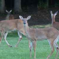 Deer photo