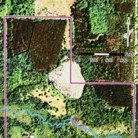 Pristine Deer & Turkey Land For Lease
