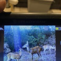 Day Hunts for Deer in East Texas