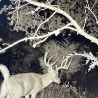 Big buck