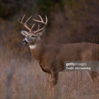 44 acres Mount Morris, New York 14510, near Letchworth State Park, 10 minutes to interstate 390 Exit