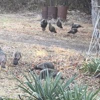 Nice balance of woods, pasture, row crop, large population deer and turkey