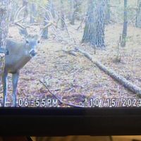 Day Hunts in Houston County