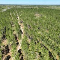 400 Acre River Road Tract Charlton County GA images 2