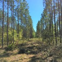 400 Acre River Road Tract Charlton County GA images 4