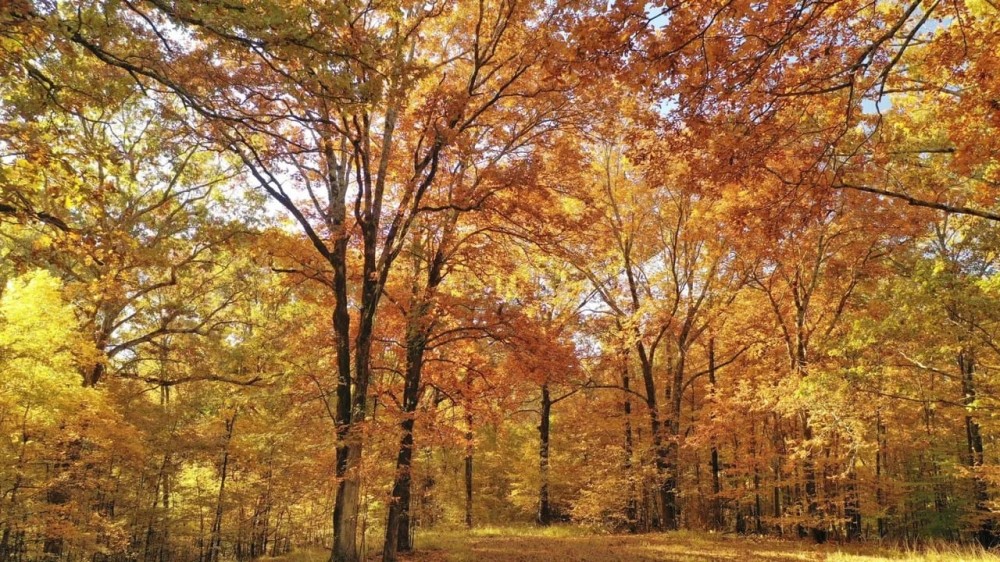 Martha s Ridge Tract 2 - 100 Acres Land for Sale East AR featured image