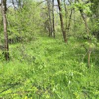 Narrows Rd Fayette County - 244 acres images 2